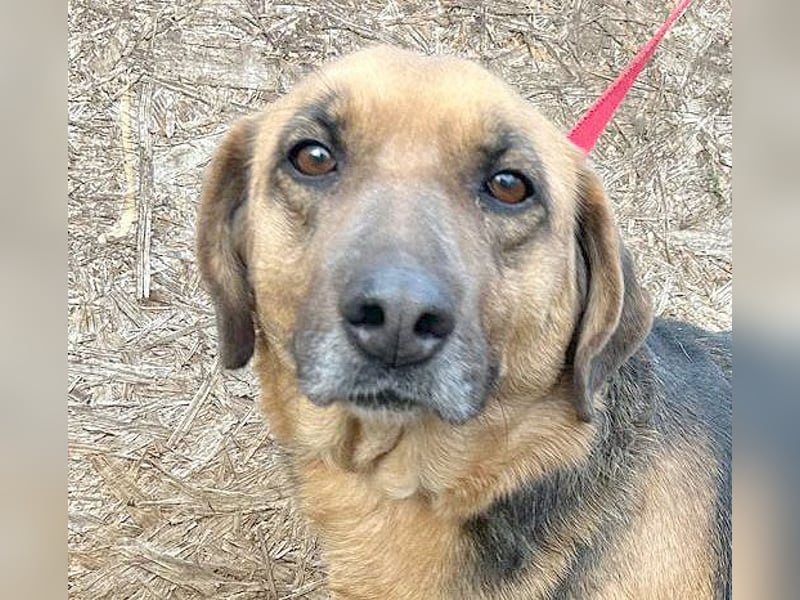 ❤️ geschundene Hundeseele GIZI - 4,5 Jahre, 46cm - Mischlingshündin