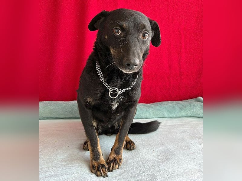 (R) ❤️ zarte Hundeseele VANDA - 8 Jahre, 40cm/9kg - Mischling