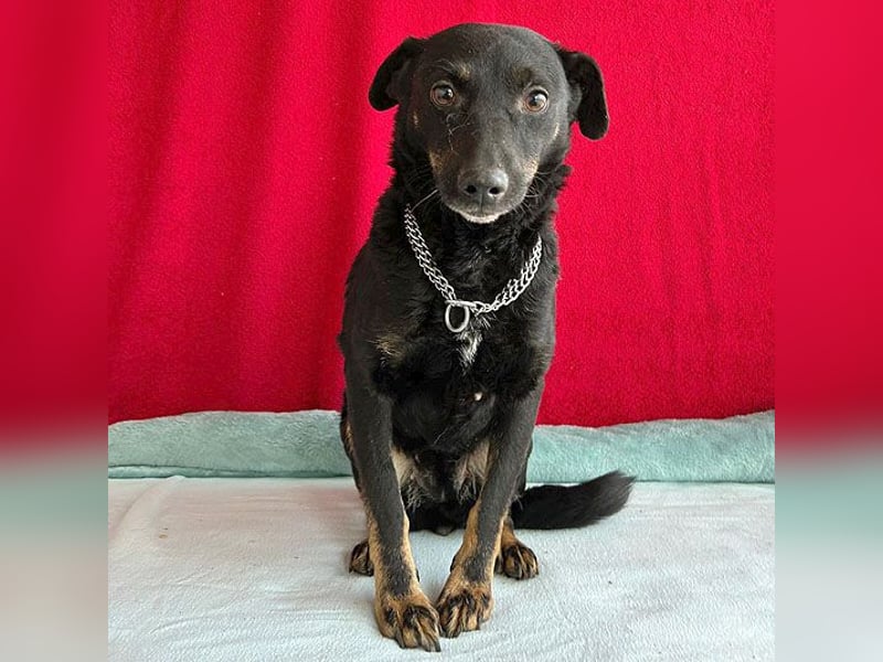(R) ❤️ zarte Hundeseele VANDA - 8 Jahre, 40cm/9kg - Mischling