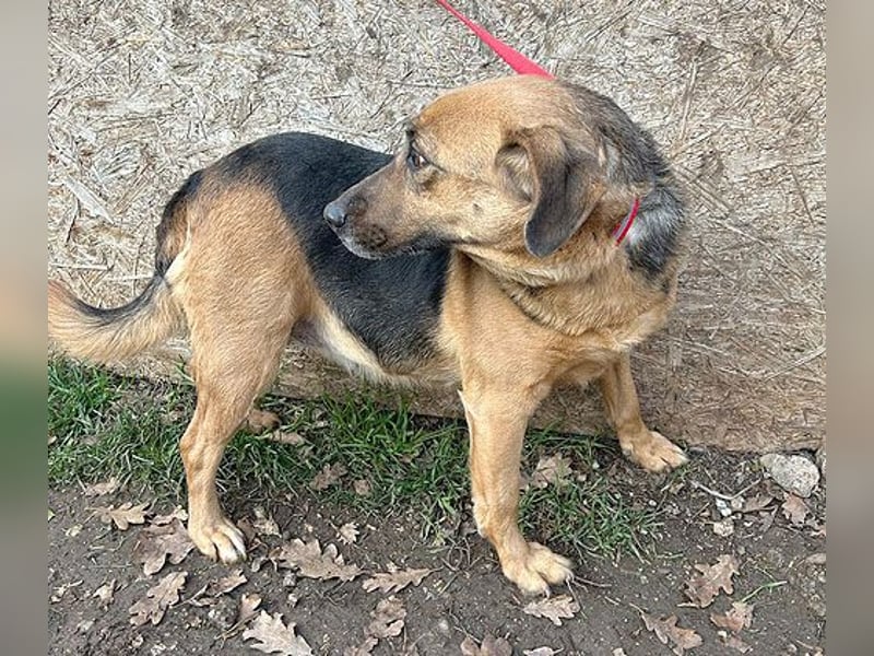 ❤️ geschundene Hundeseele GIZI - 4,5 Jahre, 46cm - Mischlingshündin