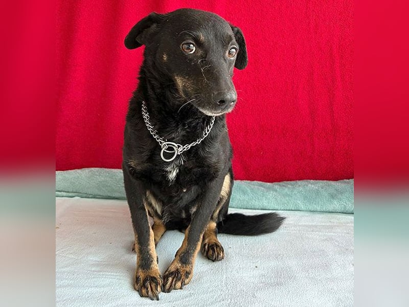 (R) ❤️ zarte Hundeseele VANDA - 8 Jahre, 40cm/9kg - Mischling