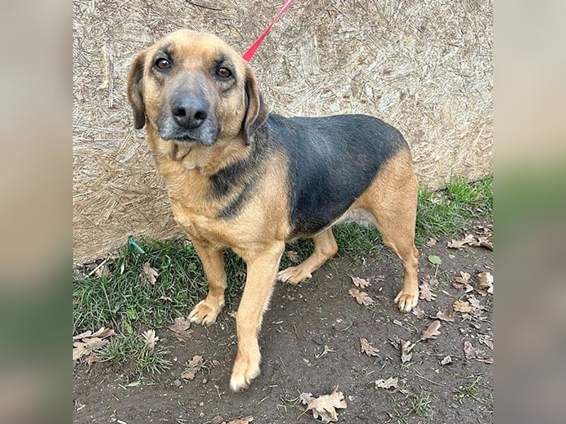 ❤️ geschundene Hundeseele GIZI - 4,5 Jahre, 46cm - Mischlingshündin