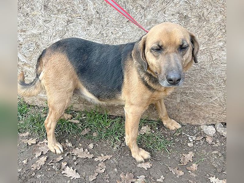 ❤️ geschundene Hundeseele GIZI - 4,5 Jahre, 46cm - Mischlingshündin