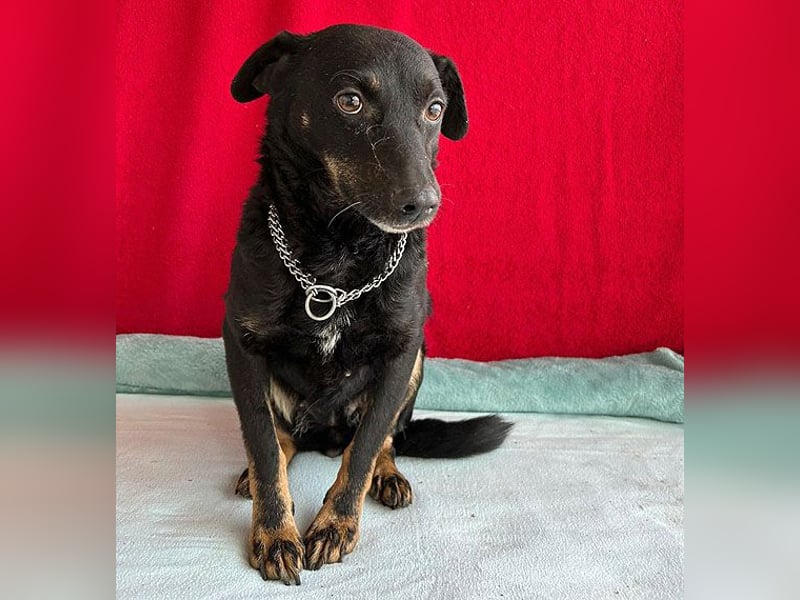 (R) ❤️ zarte Hundeseele VANDA - 8 Jahre, 40cm/9kg - Mischling