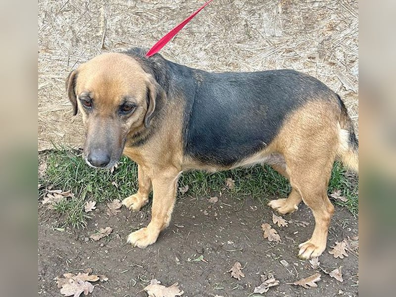 ❤️ geschundene Hundeseele GIZI - 4,5 Jahre, 46cm - Mischlingshündin