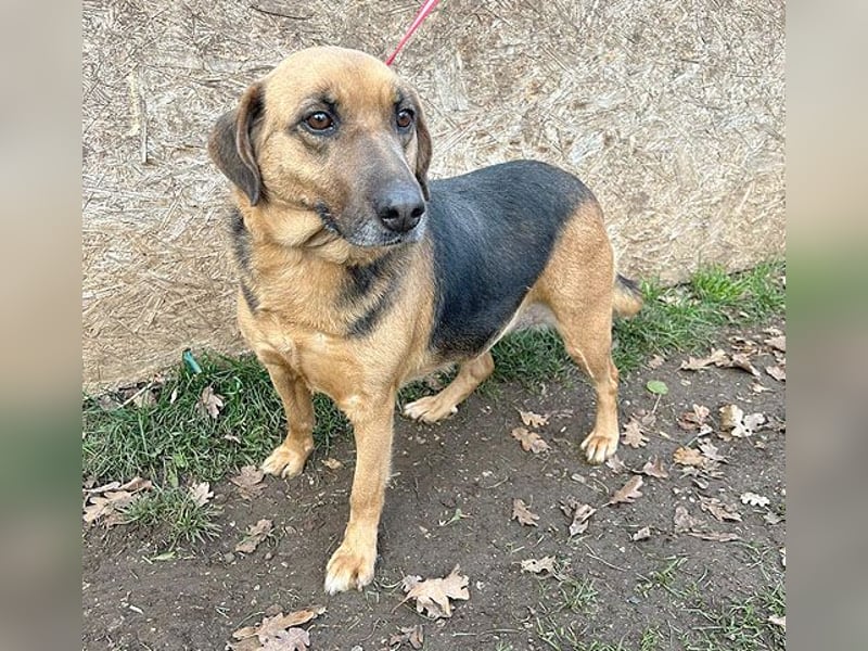 ❤️ geschundene Hundeseele GIZI - 4,5 Jahre, 46cm - Mischlingshündin