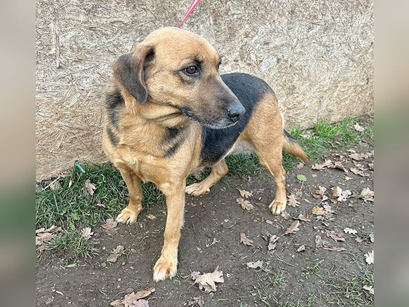 ❤️ geschundene Hundeseele GIZI - 4,5 Jahre, 46cm - Mischlingshündin