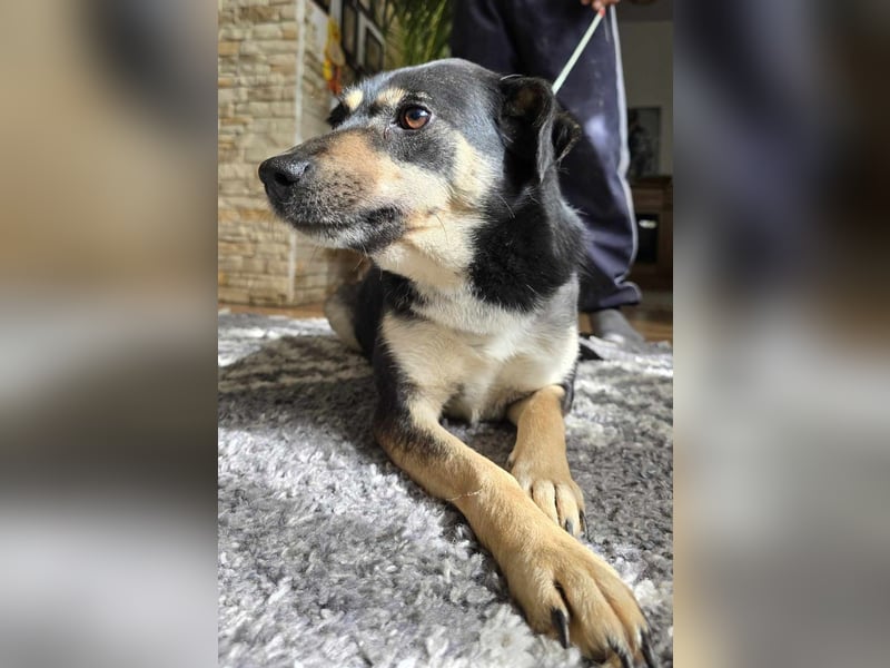 Liebes Plätzchen für die besonders liebe JARA gesucht