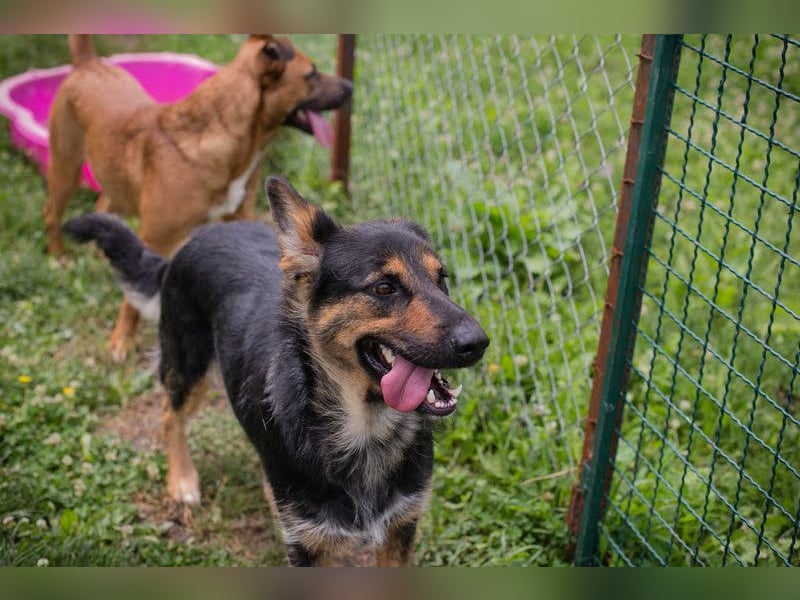 Arya Dora - Nette, freundliche Hündin sucht ihr eigenes Körbchen
