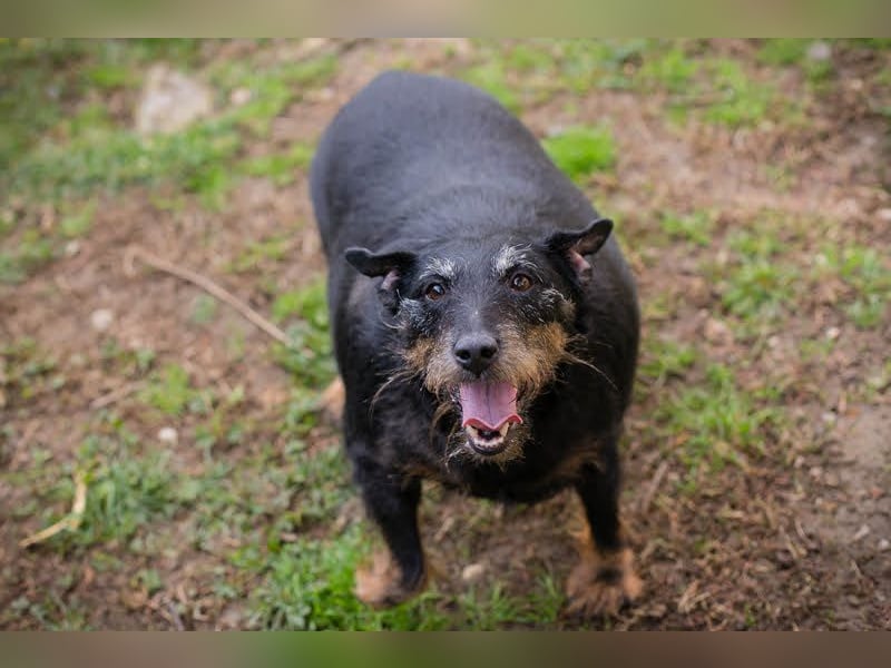 REENA - die liebe Maus sucht ein verantwortungsvolles, liebevolles Zuhause!