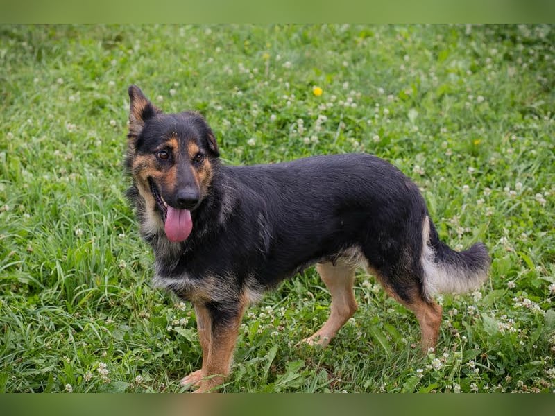 Arya Dora - Nette, freundliche Hündin sucht ihr eigenes Körbchen
