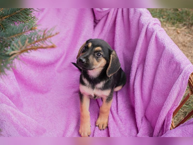 CHIP 230704 - Spielen, toben und auch was lernen.....wer hat Lust????