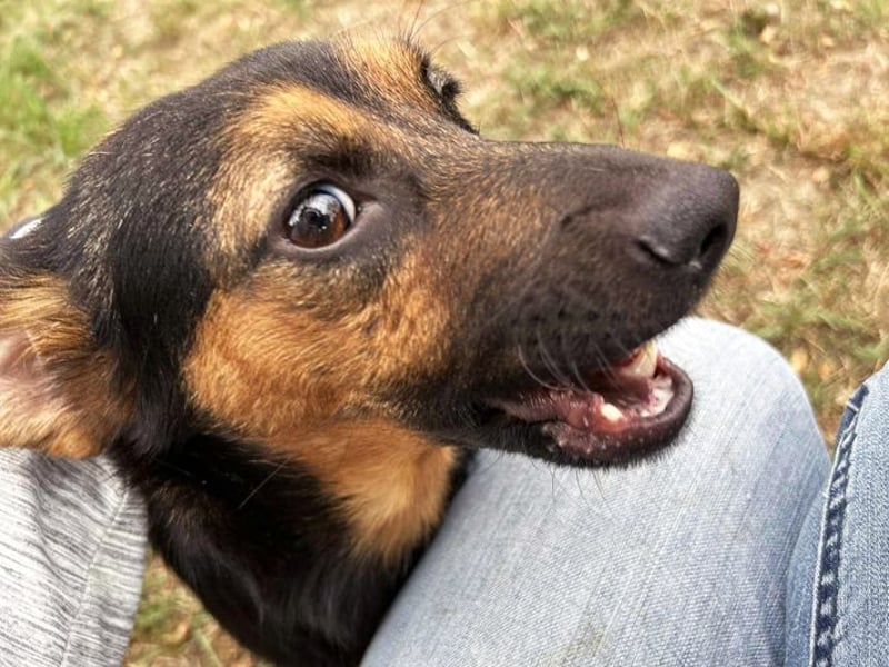 CHIP 263819 - Verspielt und unternehmungslustig, junge Hundedame sucht Körbchen