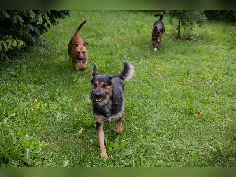 Arya Dora - Nette, freundliche Hündin sucht ihr eigenes Körbchen