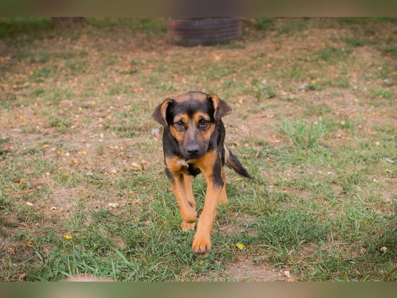 CHIP 263819 - Verspielt und unternehmungslustig, junge Hundedame sucht Körbchen