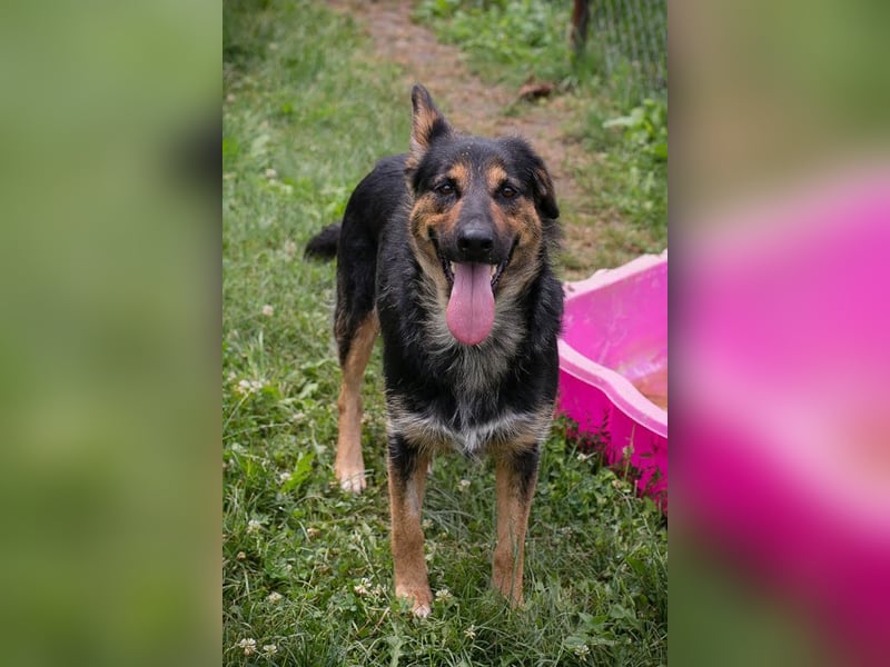 Arya Dora - Nette, freundliche Hündin sucht ihr eigenes Körbchen