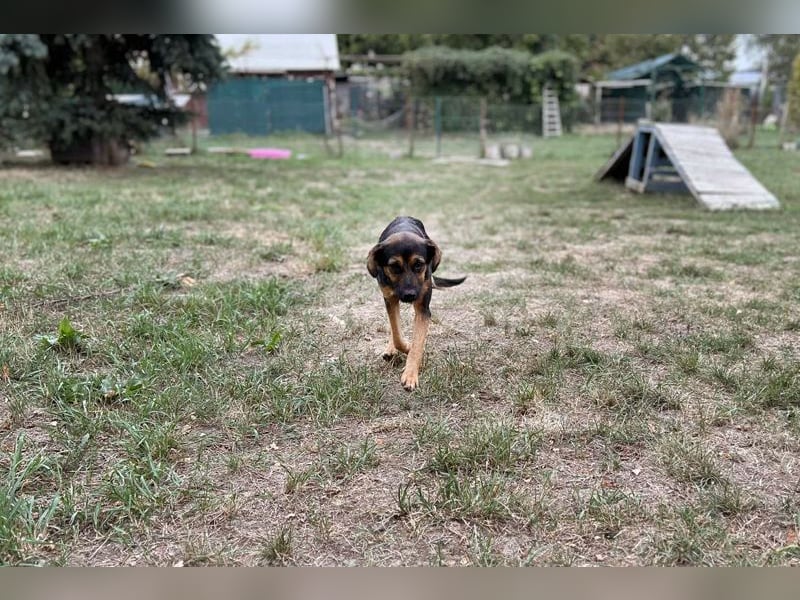 CHIP 263819 - Verspielt und unternehmungslustig, junge Hundedame sucht Körbchen