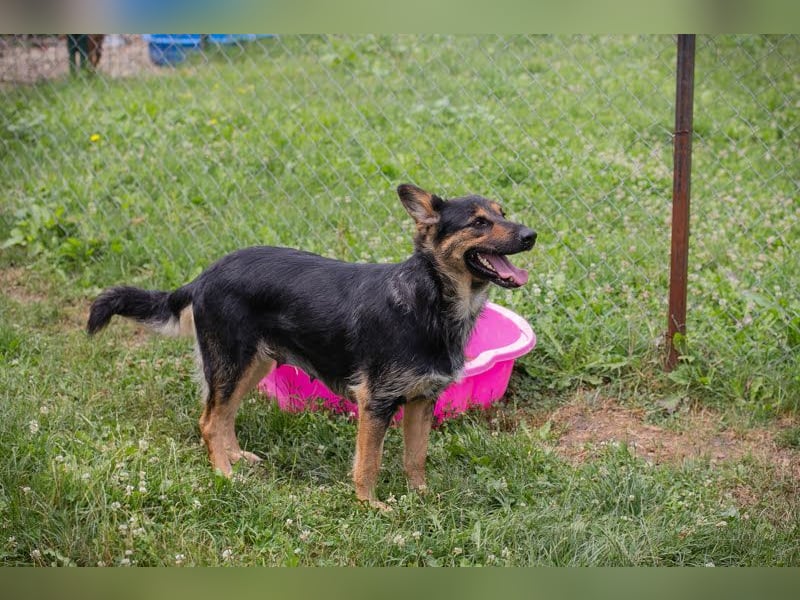 Arya Dora - Nette, freundliche Hündin sucht ihr eigenes Körbchen