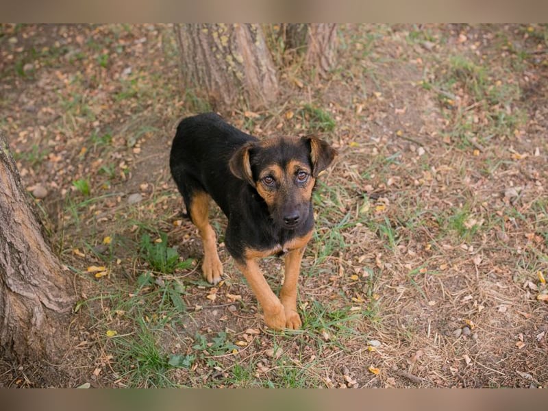 CHIP 263819 - Verspielt und unternehmungslustig, junge Hundedame sucht Körbchen