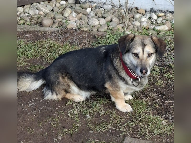 Kleine Hundelady 27 cm Amy sucht Zuhause