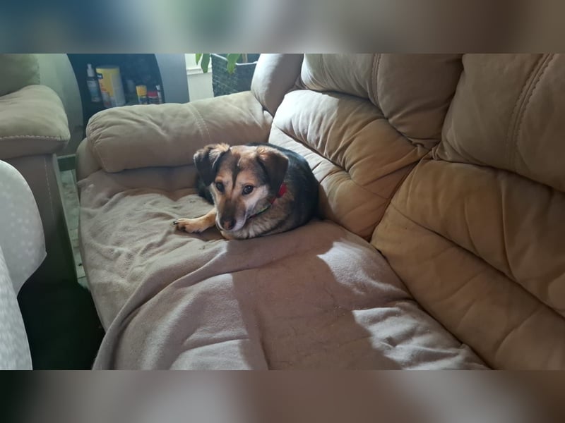 Kleine Hundelady 27 cm Amy sucht Zuhause