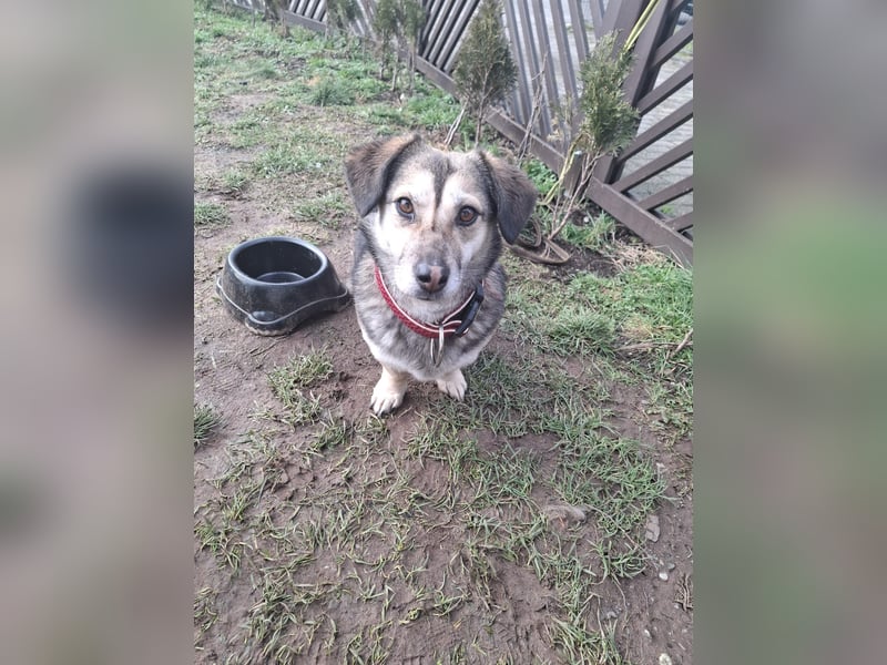 Kleine Hundelady 27 cm Amy sucht Zuhause