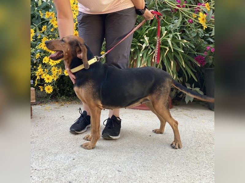 Zarte Rouney sucht ein Zuhause