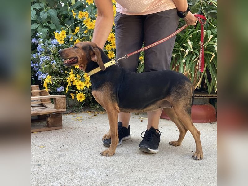 Zarte Rouney sucht ein Zuhause
