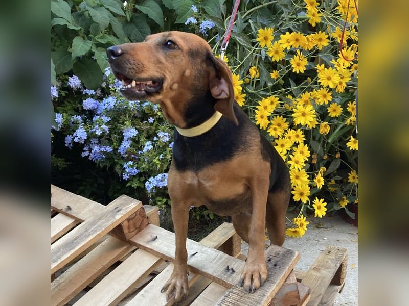 Zarte Rouney sucht ein Zuhause