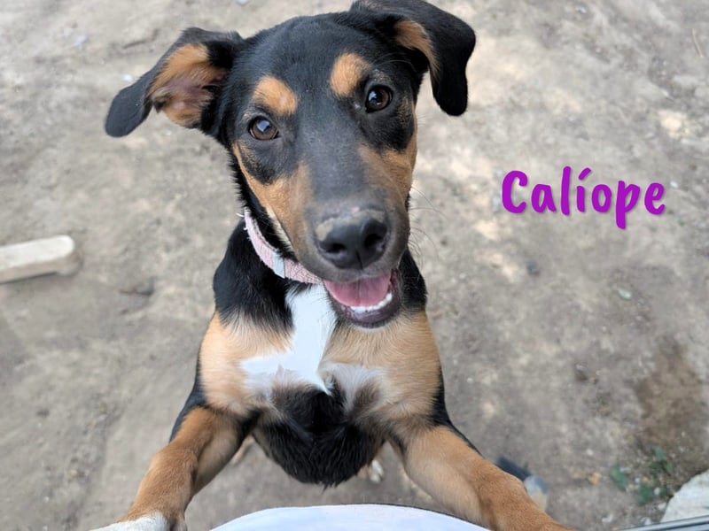 Calíope geb. 01/2025 (ESP) - fröhliche, sympathische und treue Junghündin!