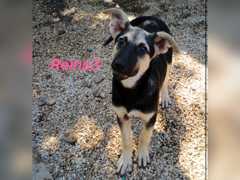 Reina3 geb. 03/2025 (GRC) - neugierige, aufgeschlossene und fröhliche Welpin!