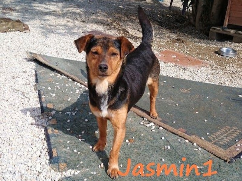 Jasmin1 08/2022 (GRC) - süße Mini-Hündin möchte Vertrauen lernen!