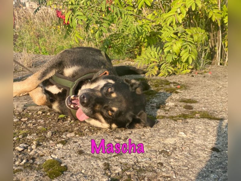 Mascha 11/2016 - genügsame, brave und unglaublich verschmuste Hündin!