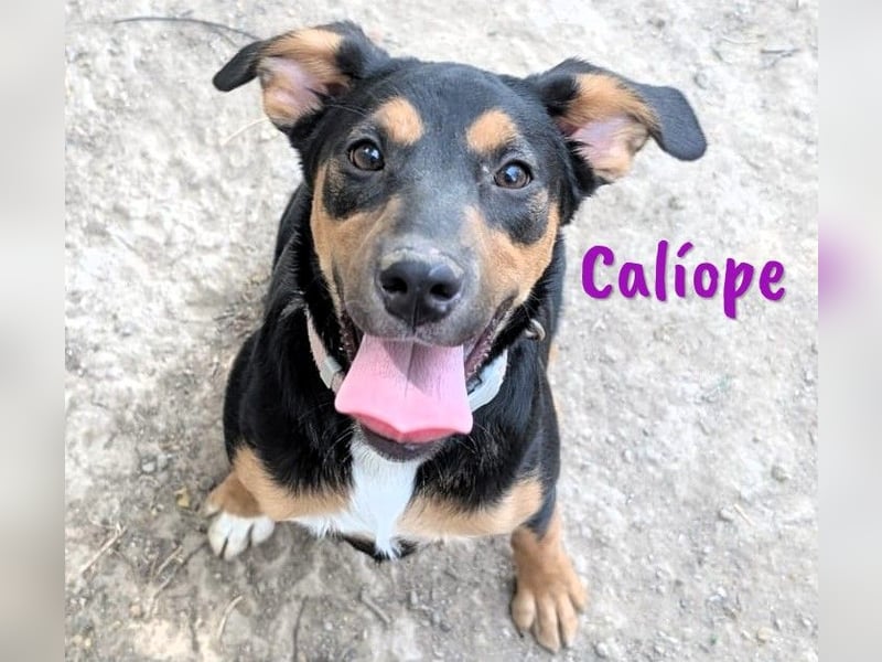 Calíope geb. 01/2025 (ESP) - fröhliche, sympathische und treue Junghündin!