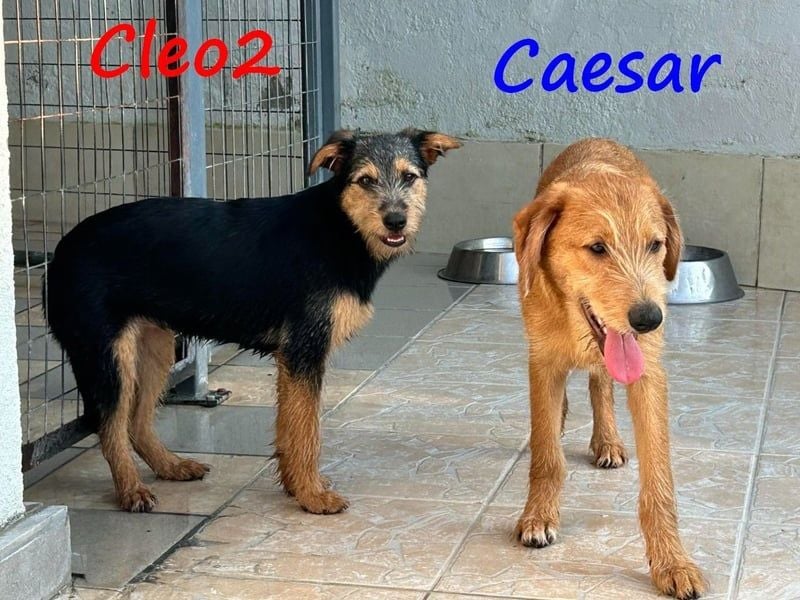Cleo2 geb. 01/2025 (GRC) - süße und neugierige, kleine Welpin!