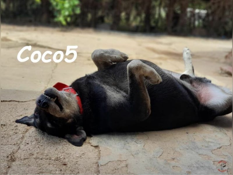 Coco5 geb. 06/2017 (ESP) - ein Engel auf vier Pfoten!