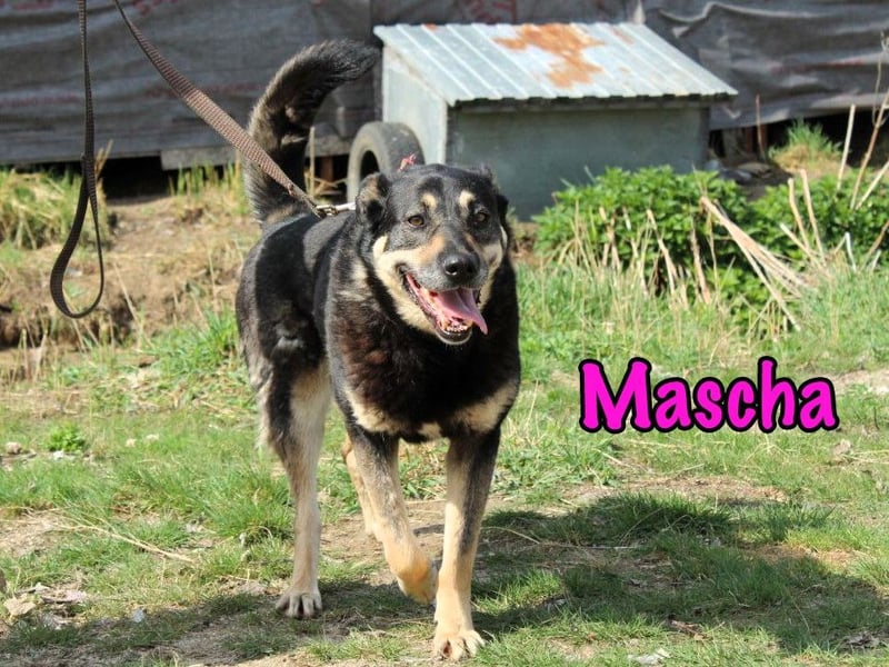 Mascha 11/2016 - genügsame, brave und unglaublich verschmuste Hündin!