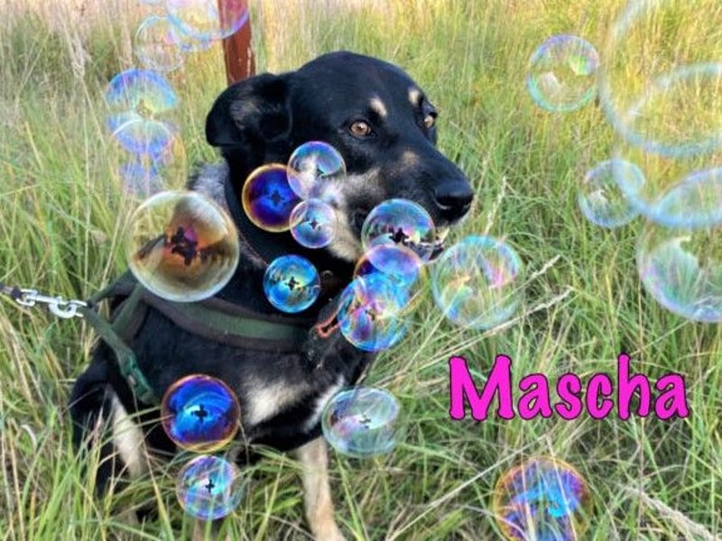 Mascha 11/2016 - genügsame, brave und unglaublich verschmuste Hündin!