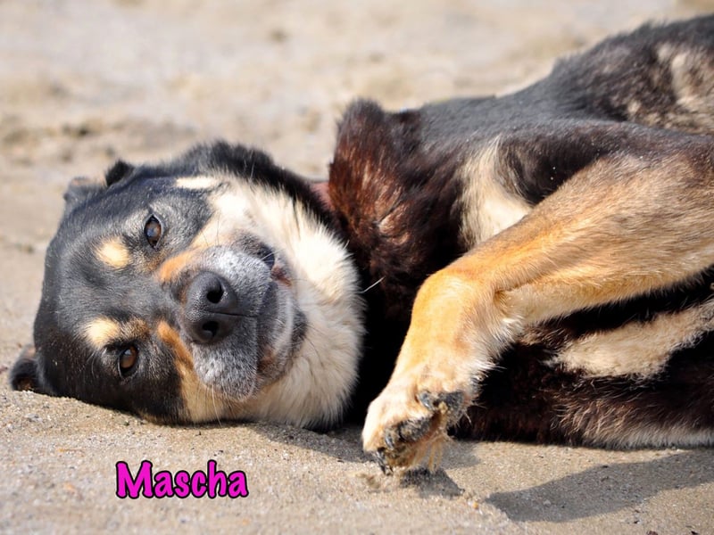 Mascha 11/2016 - genügsame, brave und unglaublich verschmuste Hündin!