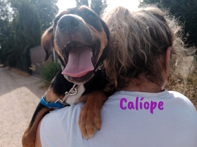 Calíope geb. 01/2025 (ESP) - fröhliche, sympathische und treue Junghündin!