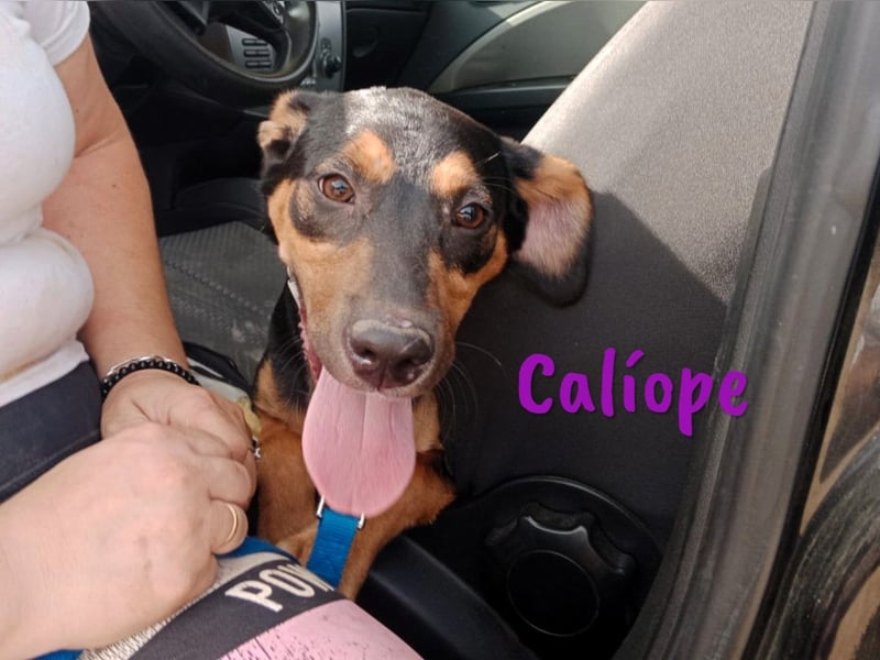 Calíope geb. 01/2025 (ESP) - fröhliche, sympathische und treue Junghündin!
