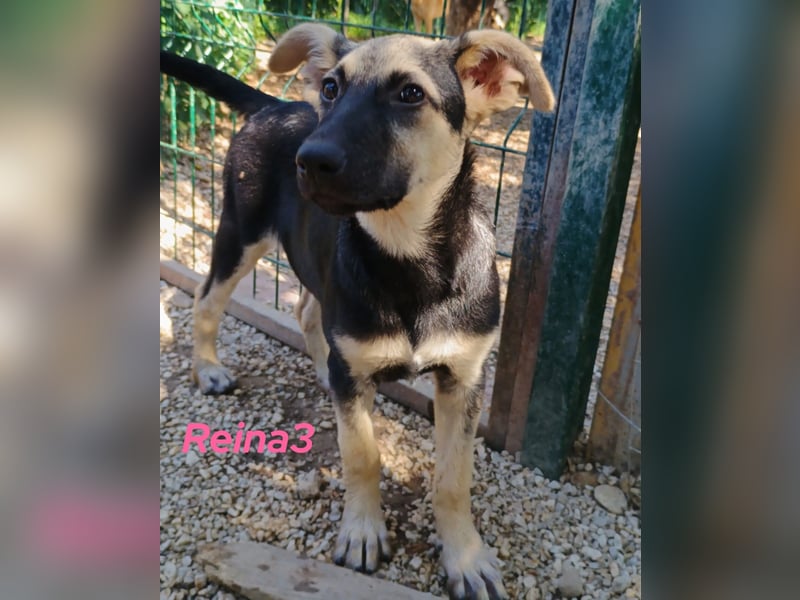 Reina3 geb. 03/2025 (GRC) - neugierige, aufgeschlossene und fröhliche Welpin!