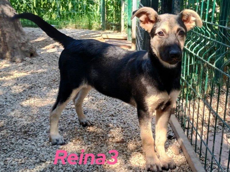Reina3 geb. 03/2025 (GRC) - neugierige, aufgeschlossene und fröhliche Welpin!