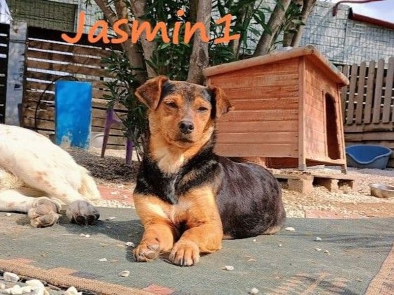 Jasmin1 08/2022 (GRC) - süße Mini-Hündin möchte Vertrauen lernen!