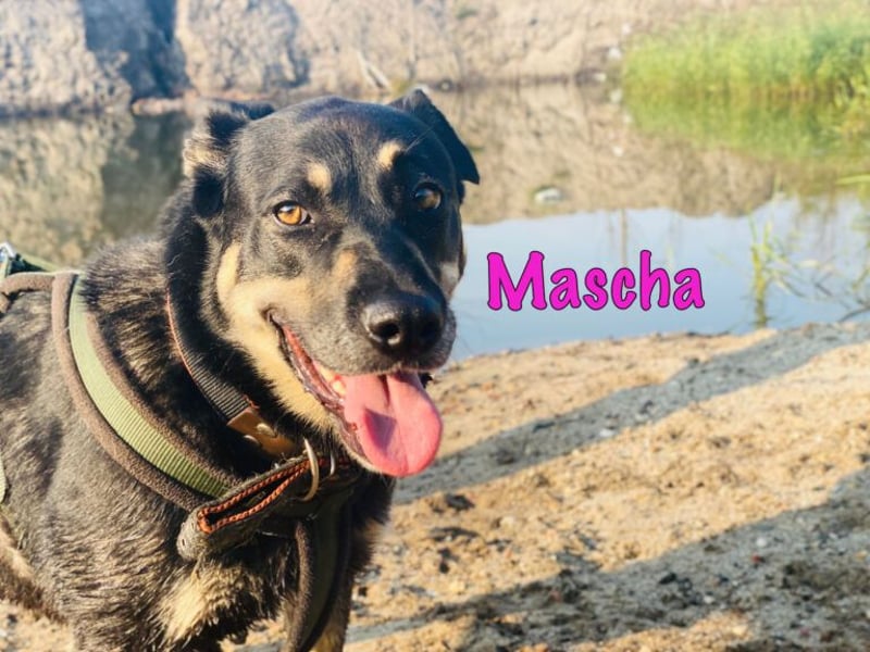Mascha 11/2016 - genügsame, brave und unglaublich verschmuste Hündin!