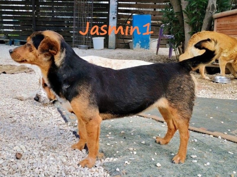 Jasmin1 08/2022 (GRC) - süße Mini-Hündin möchte Vertrauen lernen!