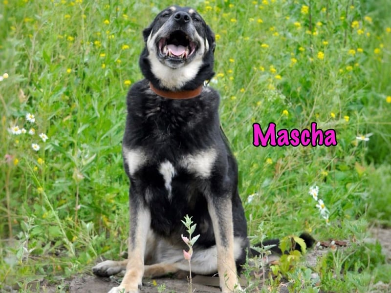 Mascha 11/2016 - genügsame, brave und unglaublich verschmuste Hündin!