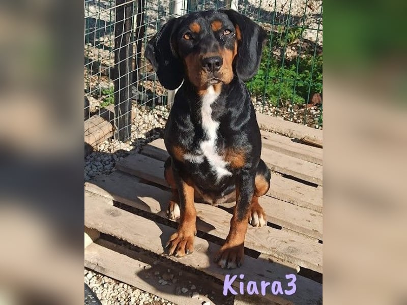 Kiara3 03/2022 (GRC) - verspielte und verschmuste, bildhübsche junge Hündin!