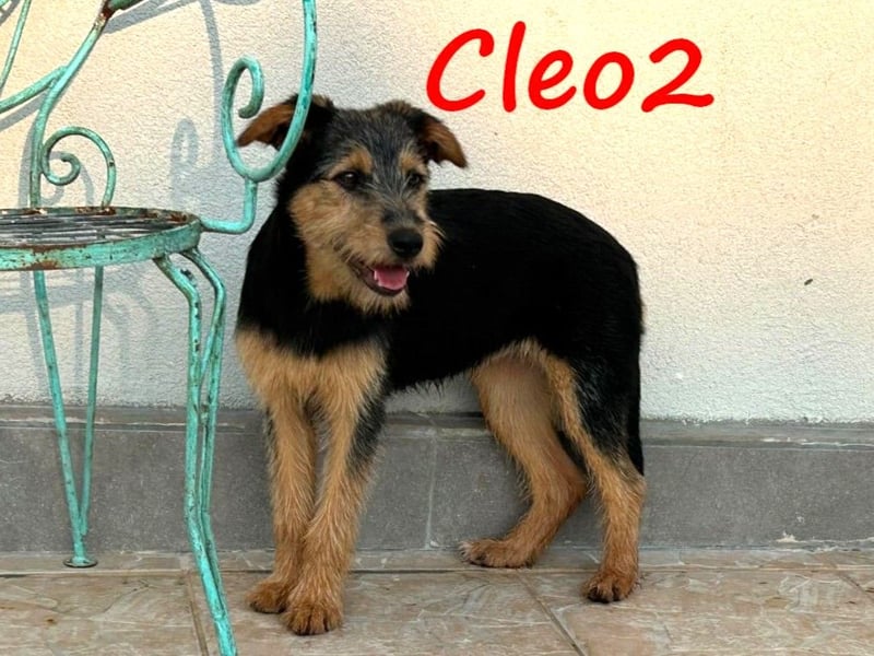 Cleo2 01/2025 (GRC) - süße und neugierige, kleine Welpin!
