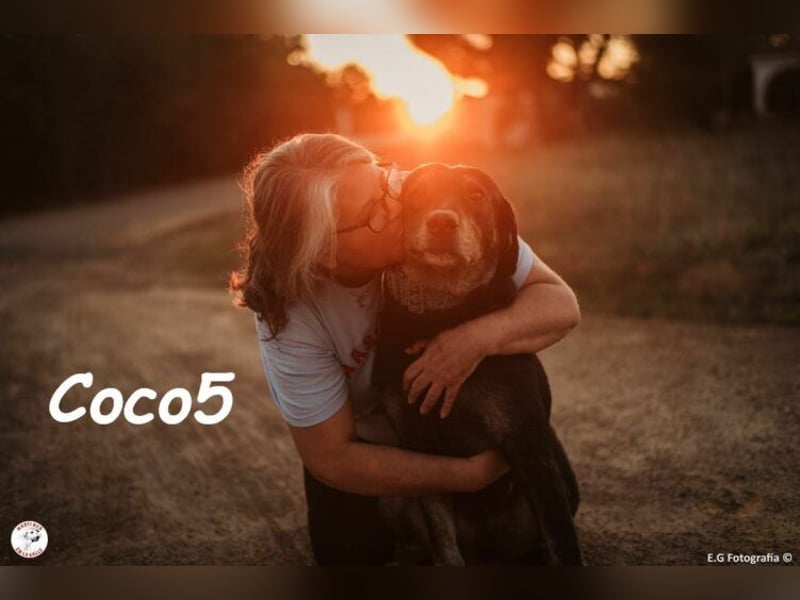Coco5 geb. 06/2017 (ESP) - ein Engel auf vier Pfoten!